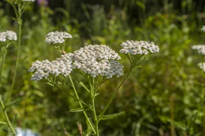 Na co pomaga krwawnik?
